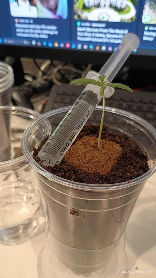 OG KUSH. My Sys-Setup.. Week 0