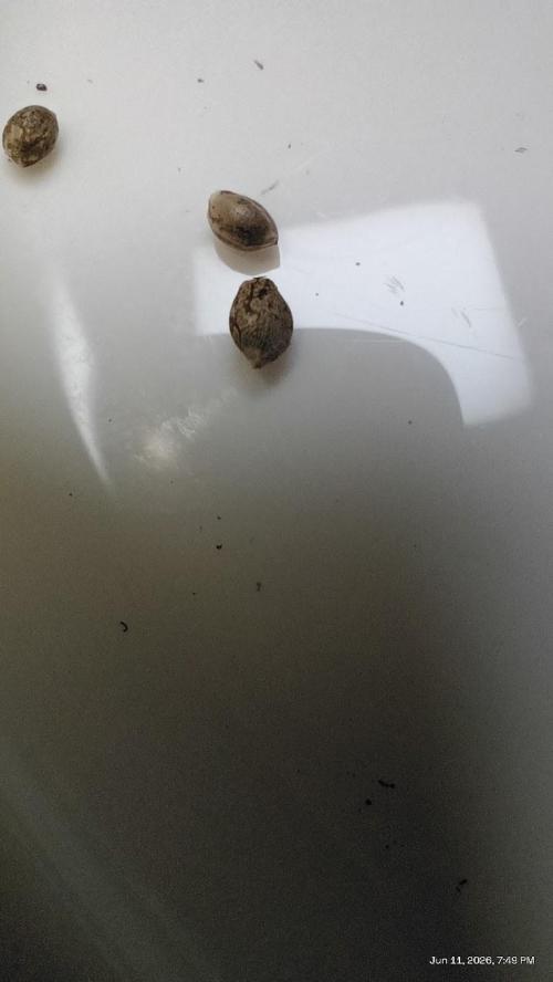 OG KUSH. My Sys-Setup.. Week 0