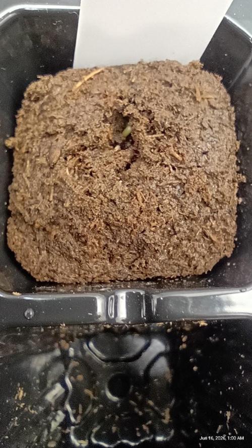 OG KUSH. My Sys-Setup.. Week 0