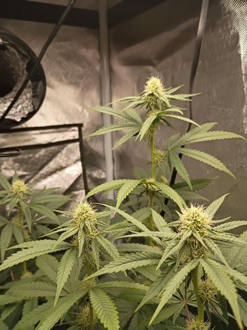 O.G. Kush. Week 2