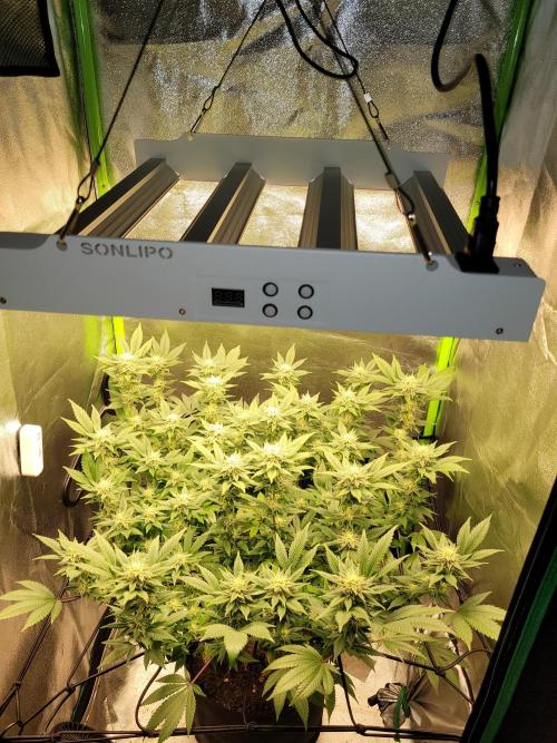 Mainline. Week 14 - Das Spektrum wurde auf Veg+Bloom umgestellt um das Bud Wachstum anzuregen.