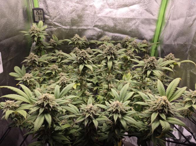 Mainline. Week 14 - Wunderschöne headbuds.