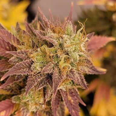 Mainline. Week 14 - Das ergebnis kann sich sehen lassen trotz einiger Microseeds.