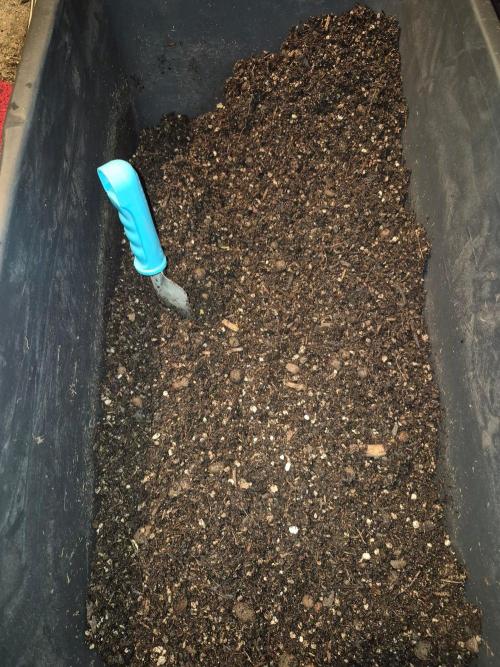 Orange Haze Testgrow 2026. Week 0 - Gemischt und angefeuchtet