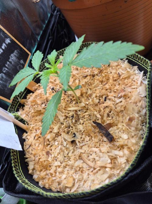 Banana Banger Testgrow 26. Week 1
