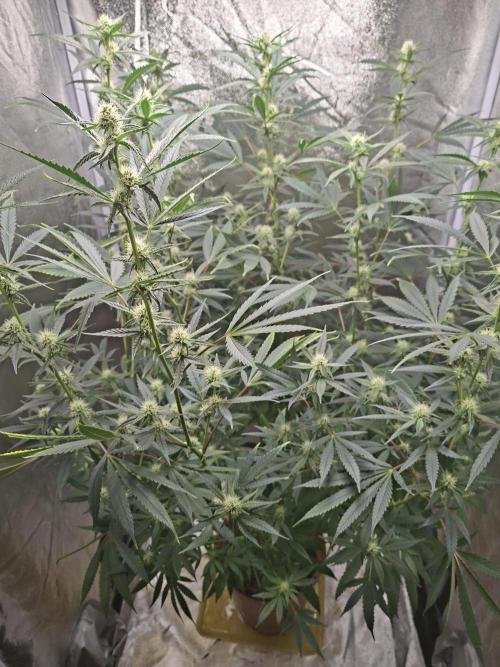 Sherbinski Cherry Bacio. Week 3