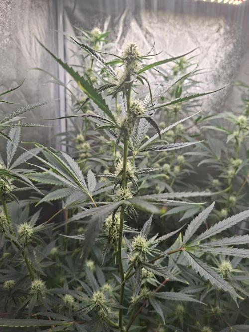 Sherbinski Cherry Bacio. Week 3