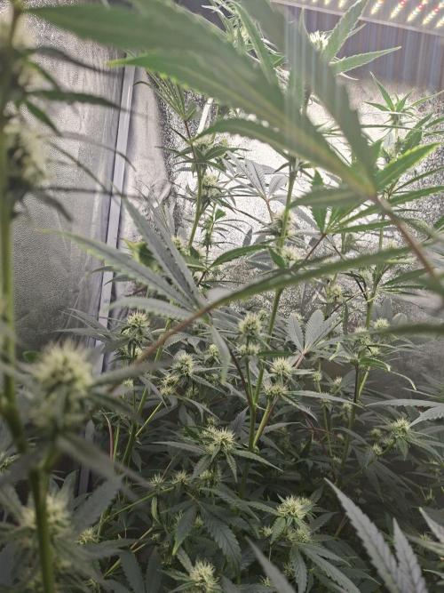 Sherbinski Cherry Bacio. Week 3