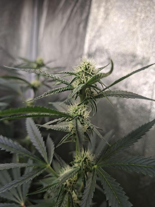 Sherbinski Cherry Bacio. Week 3