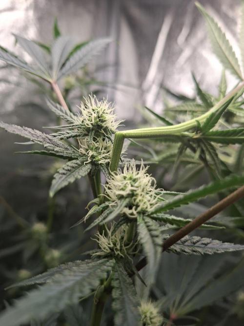 Sherbinski Cherry Bacio. Week 3