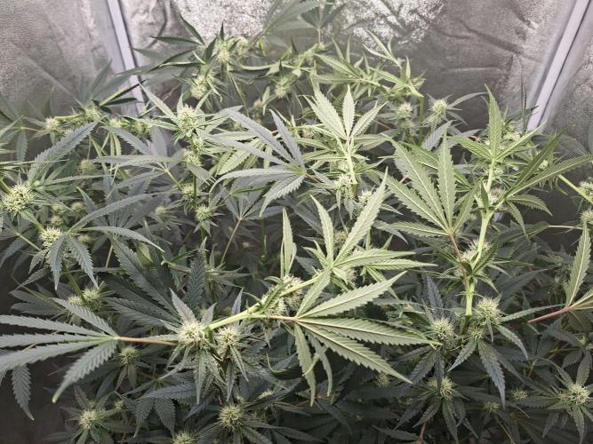 Sherbinski Cherry Bacio. Week 3
