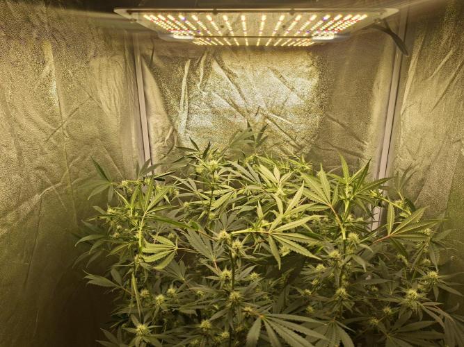 Sherbinski Cherry Bacio. Week 3