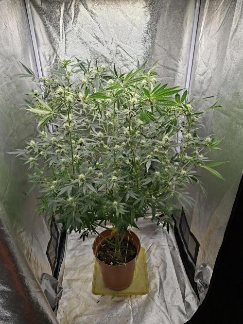Sherbinski Cherry Bacio. Week 3