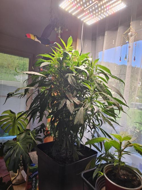 P600. Week 15