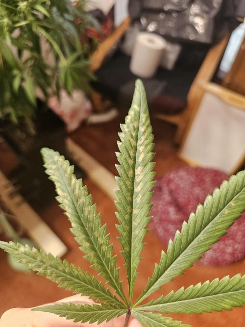 experiment. Week 21 - sick (?) leaf front