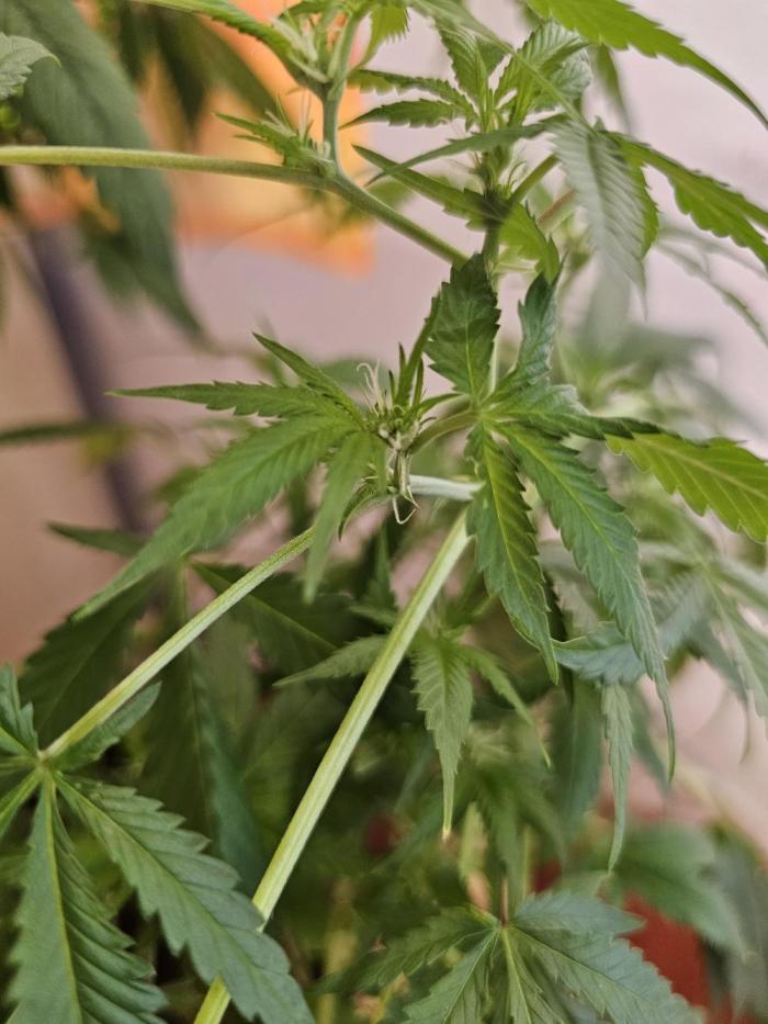 experiment. Week 18