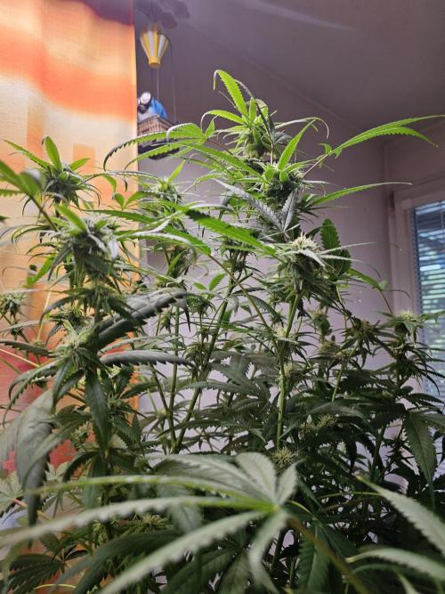 experiment. Week 22