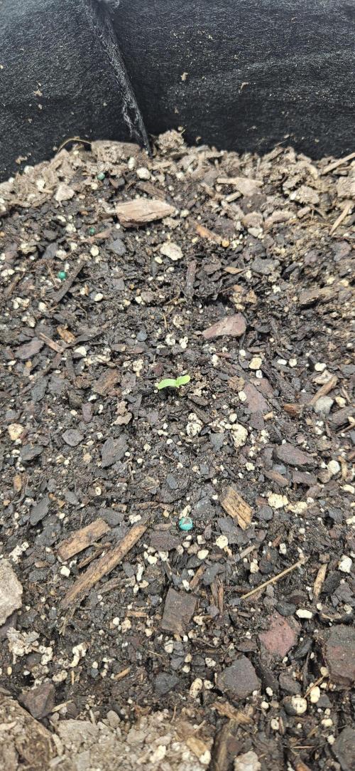 First Auto. Week 0