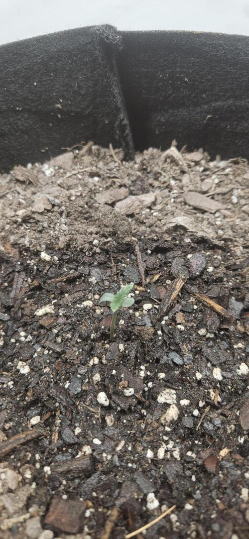 First Auto. Week 1