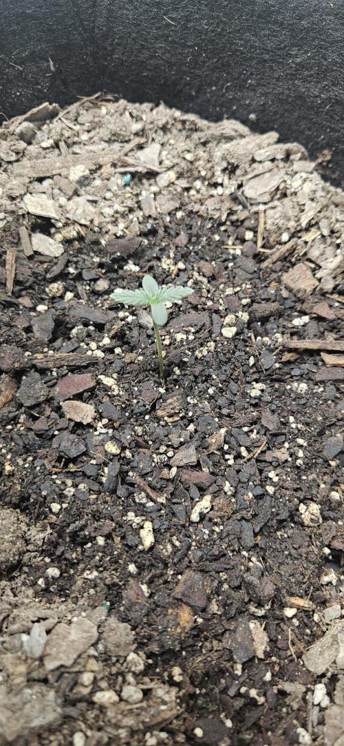 First Auto. Week 1