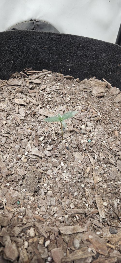 First Auto. Week 1