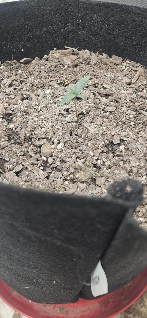 First Auto. Week 1