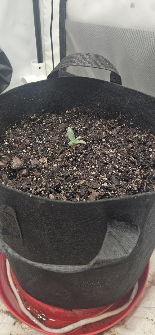 First Auto. Week 1 - Realized I had been under watering got fully saturated tonight 