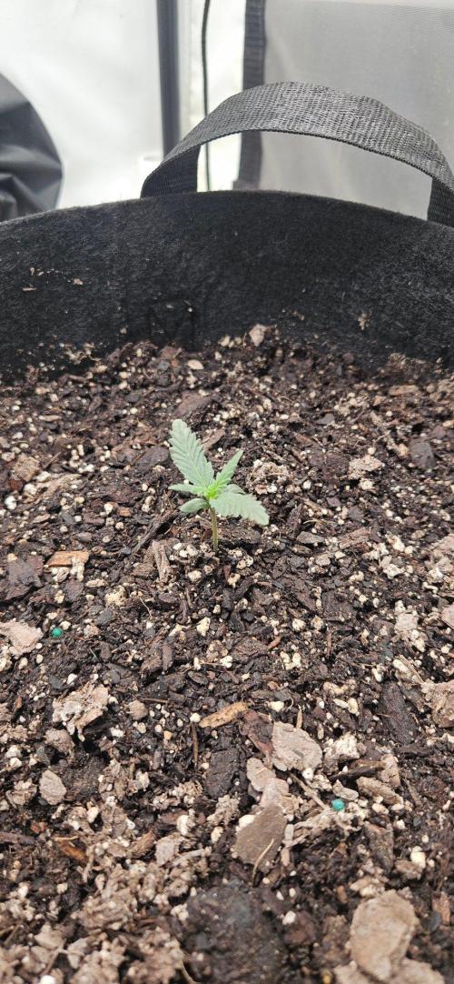 First Auto. Week 2