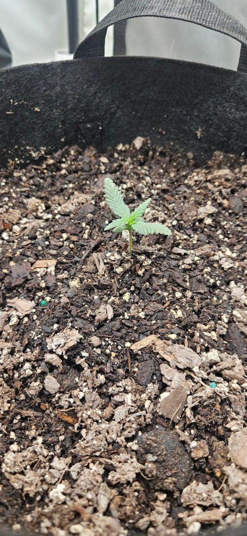First Auto. Week 2