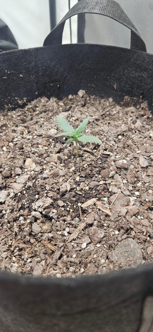 First Auto. Week 2