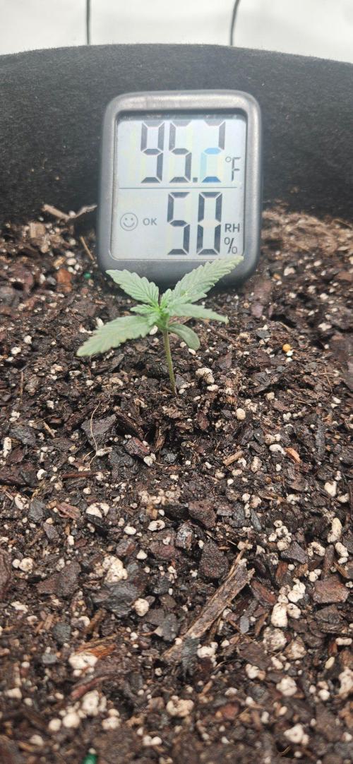 First Auto. Week 2