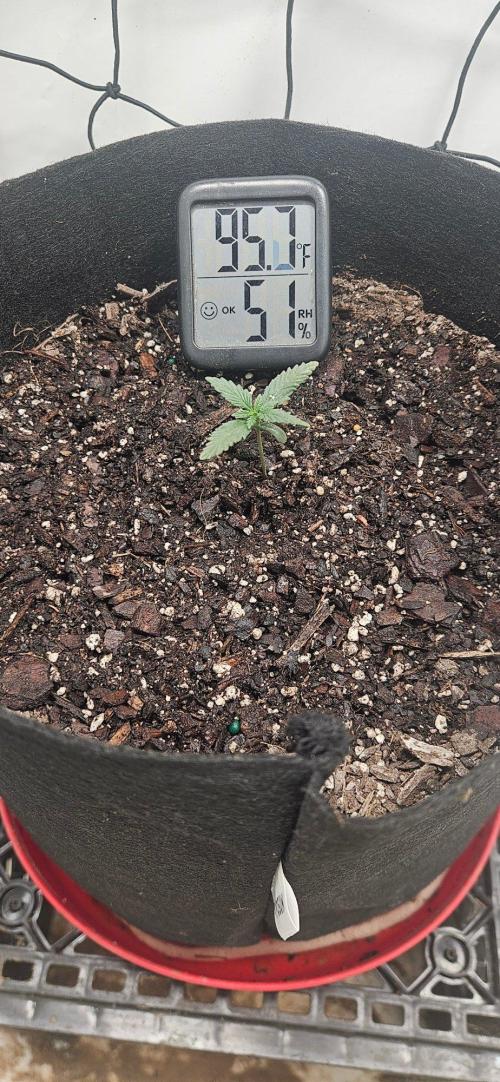 First Auto. Week 2