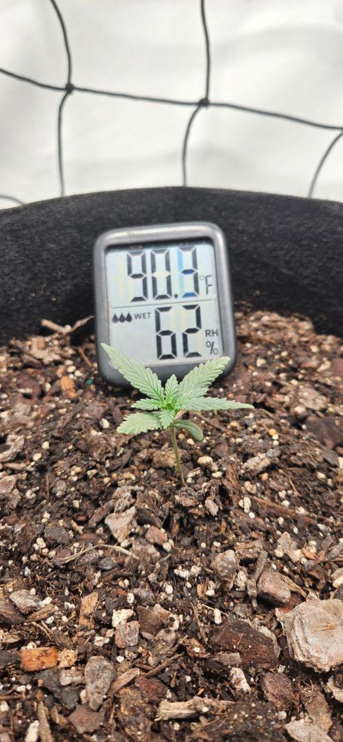 First Auto. Week 2
