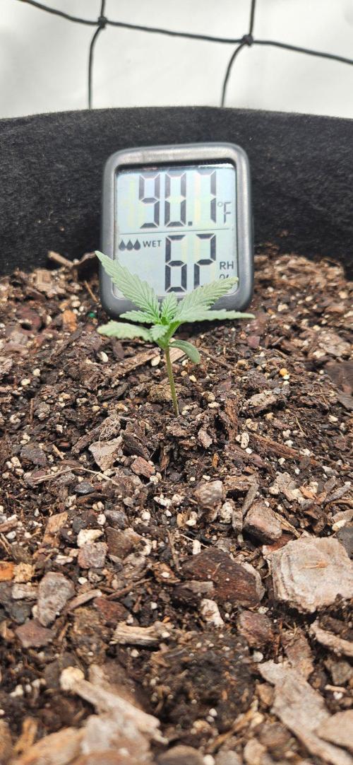 First Auto. Week 2