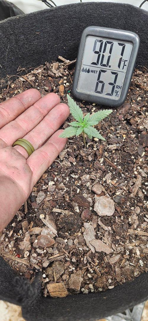 First Auto. Week 2