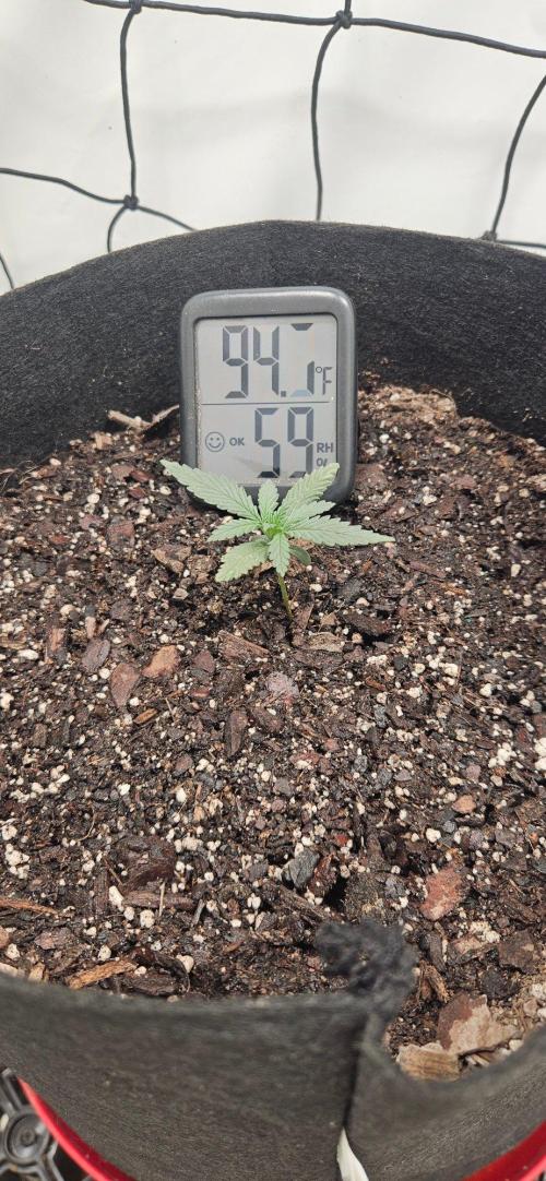 First Auto. Week 2