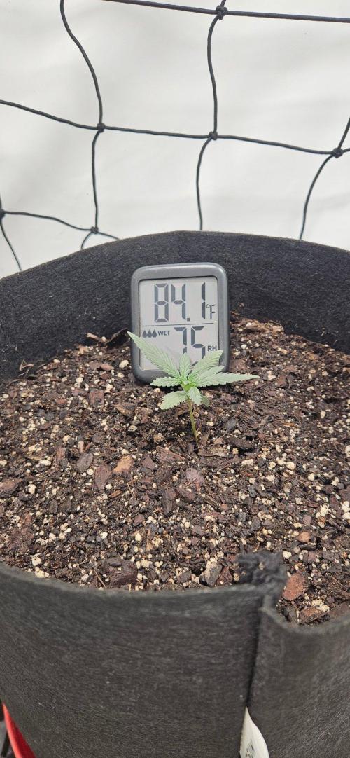 First Auto. Week 2