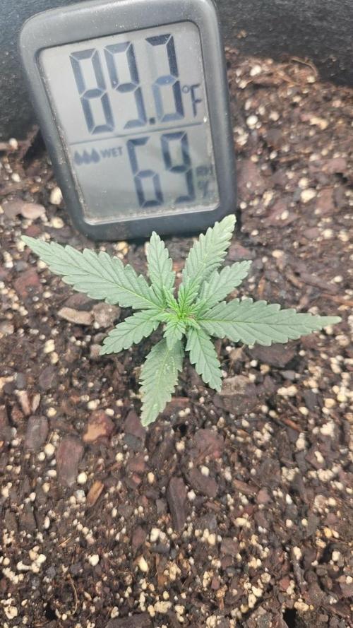 First Auto. Week 2