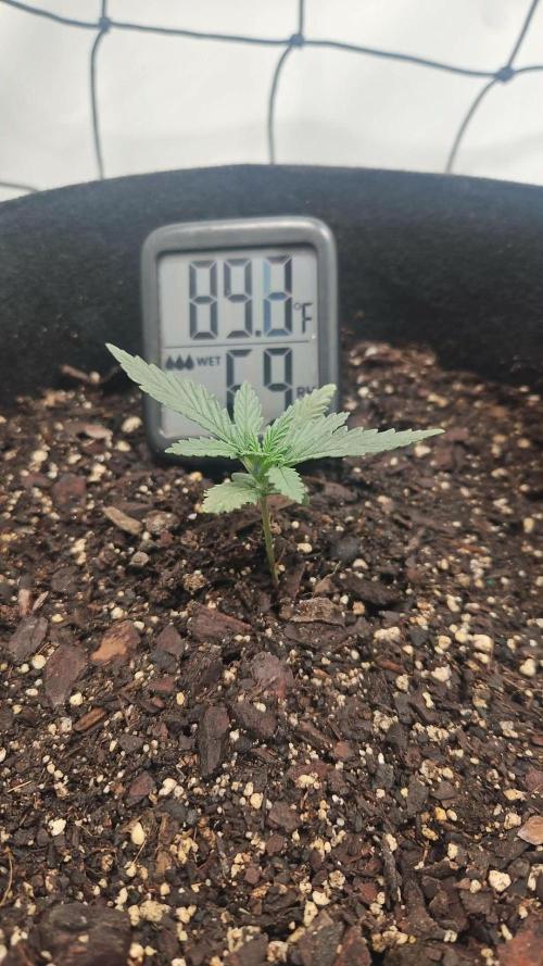 First Auto. Week 2