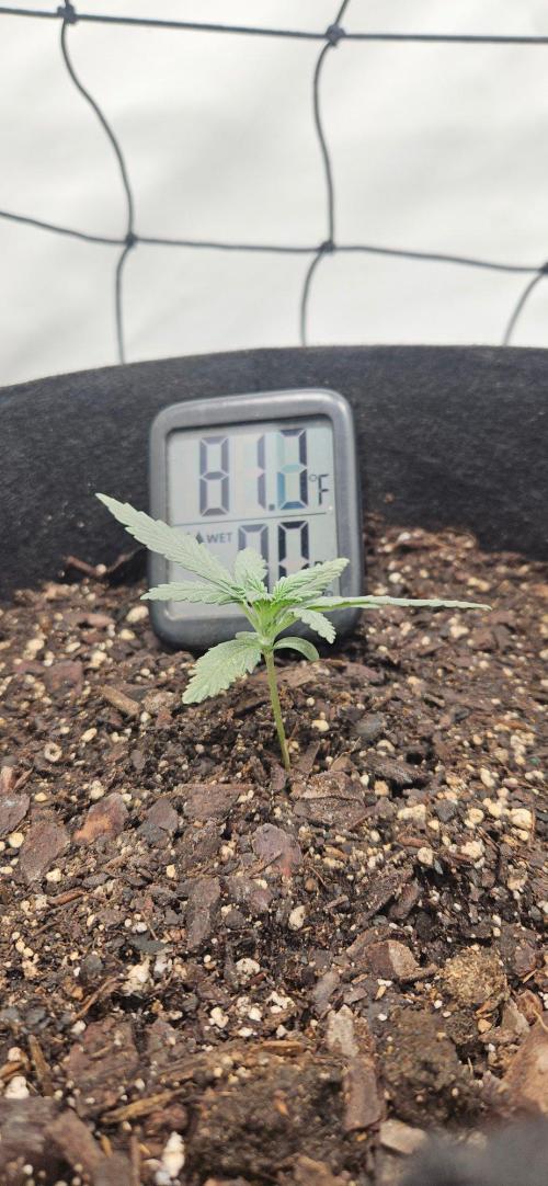 First Auto. Week 2