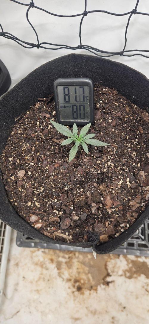 First Auto. Week 2