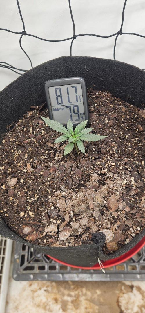 First Auto. Week 2