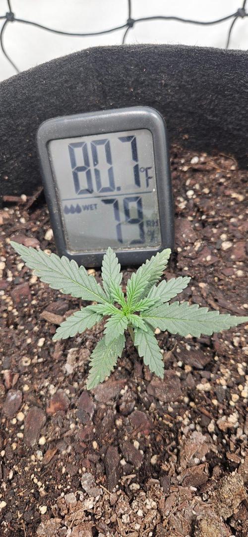 First Auto. Week 2