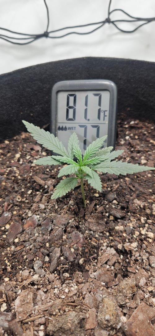 First Auto. Week 2