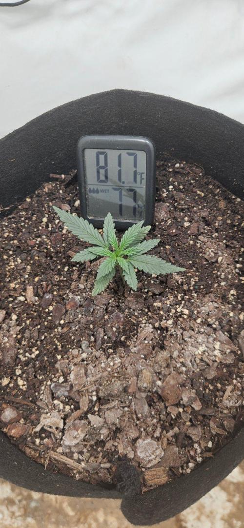 First Auto. Week 2