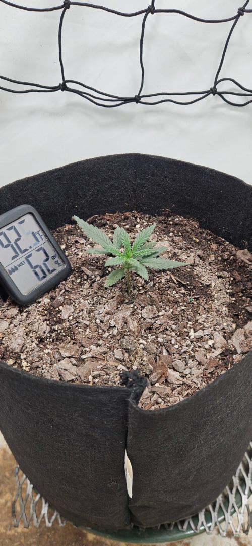 First Auto. Week 2