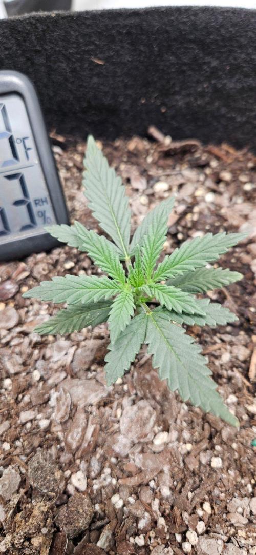 First Auto. Week 2