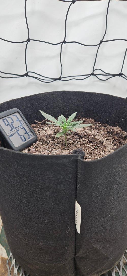 First Auto. Week 2