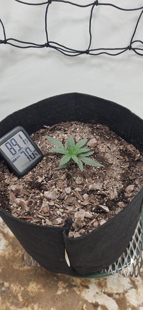 First Auto. Week 2