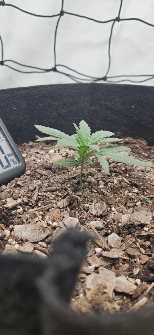 First Auto. Week 2